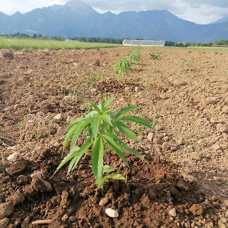 Hemp Farm Paradise Near Bled And Ljubljana كراني