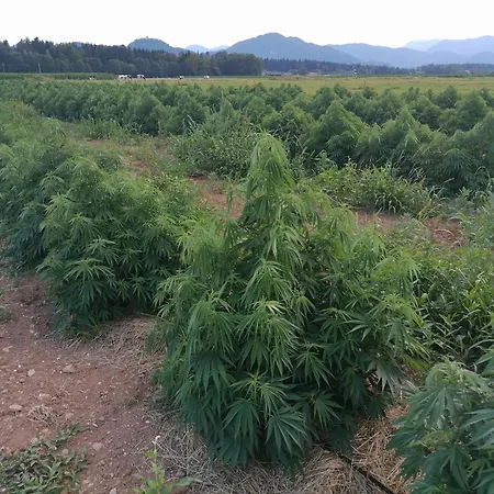 Hemp Farm Paradise Near Bled And Ljubljana Campsite Kranj