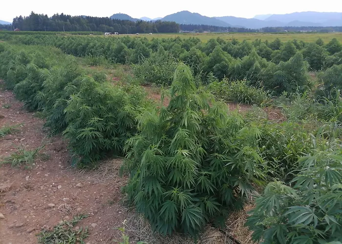 Hemp Farm Paradise Near Bled And Ljubljana مكان تخييم كراني